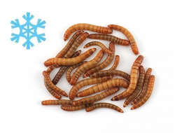 Мучной червь замороженный