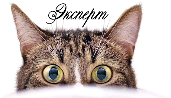 Лучшие и самые безопасные одноразовые лотки-туалеты с наполнителем для кошек