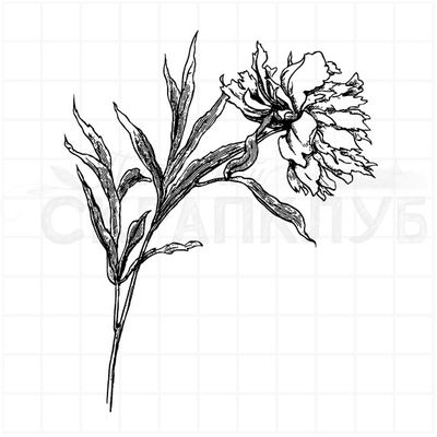 Штамп прозрачный Пион винтажный