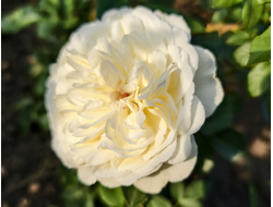 Транквилити (Tranquillity)