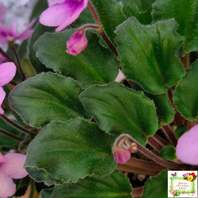 LV-Звезда в Ночи (Л. Шевелева) 2025 г. трейлер (клакамасный лонг)