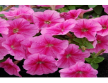 Петуния Petunia multiflora Mambo *GP* rose F1