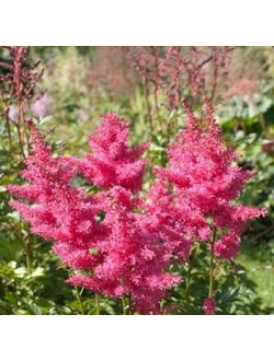 АСТИЛЬБА КИТАЙСКАЯ  “Вероника Классе”, (С3, 20-40)