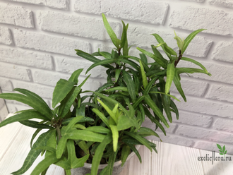 Плющ звёздчатый  / Hedera sagittifolia