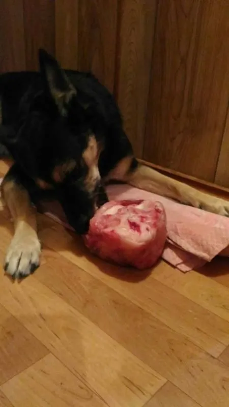 Хозяйка Татьяна: "Наша любимица Буча обожает сырые "Вкусняшки".