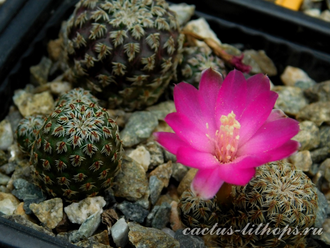 Sulcorebutia pedroensis HS 76A - 5 семян