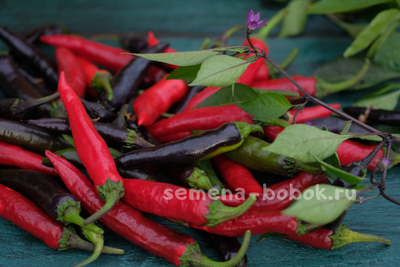 Перец сладкий Мурасаки Тогараши Ямато, 10 шт