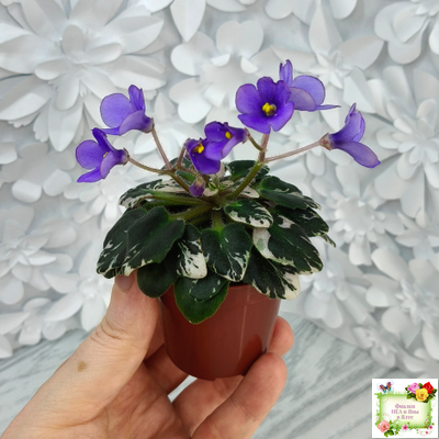 Н-Синий Лён (Н. Бердникова) 2015 г. трейлер