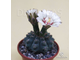 Gymnocalycium multiflorum