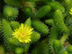 Delosperma Echinatum