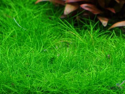 ELEOCHARIS SP. "MINI"/ ЭЛЕОХАРИС "МИНИ" (меристемный)