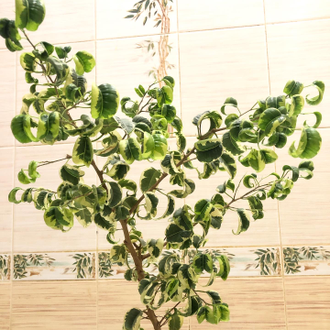 Ficus Benjamina Iren / фикус Бенджамина Ирен