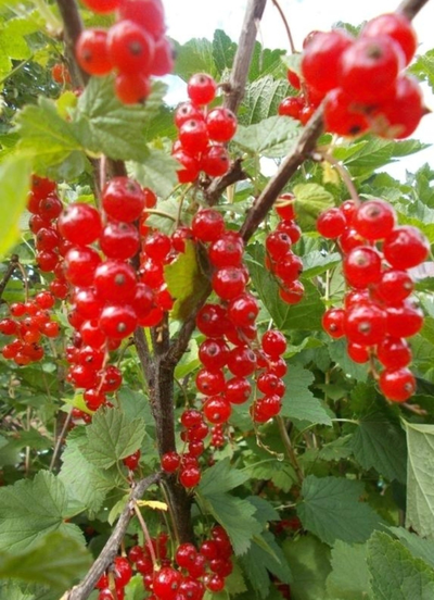 Молд "Смородина "