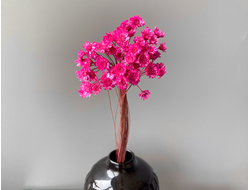 Гликсия фуксия