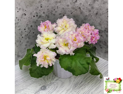 ЛЕ-Злато Скифов (Е. Лебецкая) 2015 г.