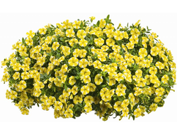 КАЛИБРАХОА В КАШПО 4 ЛИТРА