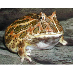 Рогатка Кранвелла (Ceratophrys cranwelli)