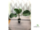 Ficus Vasta / фикус Васта