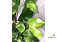 Ficus tinctoria variegated/ фикус Тинктория вариегатный