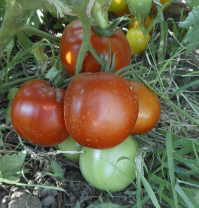 Томат Минусинские яблочные