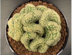 Mammillaria elongata cristata