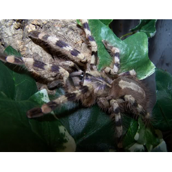 Poecilotheria formosa
