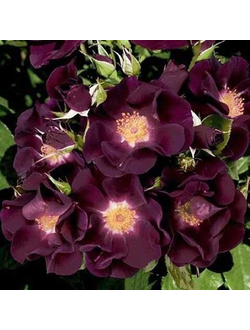 Найт оул(Night Owl)