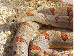 КОРОЛЕВСКИЕ ЗМЕИ