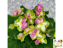 ВаТ-Синичка (Т. Валькова) 2017 г. (лист посажен 05.11.25)