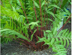 Кочедыжник Леди ин Ред (Lady in Red)