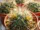 Mammillaria grusonii EXTRA LONG - 5 семян