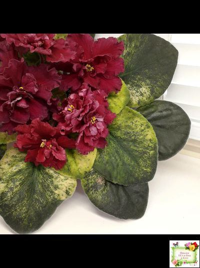 ЕК-Жара (Е. Коршунова) 2018 г.