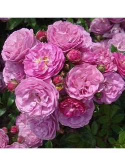 Алевья (Allevia)