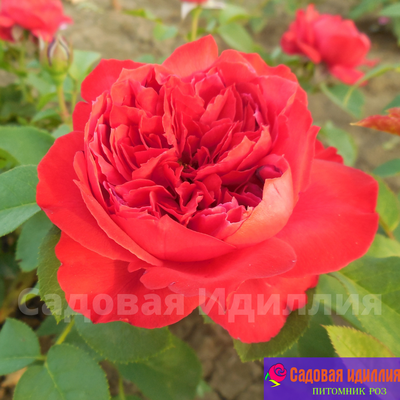 Цветелина Романтика (Ruban Rouge)