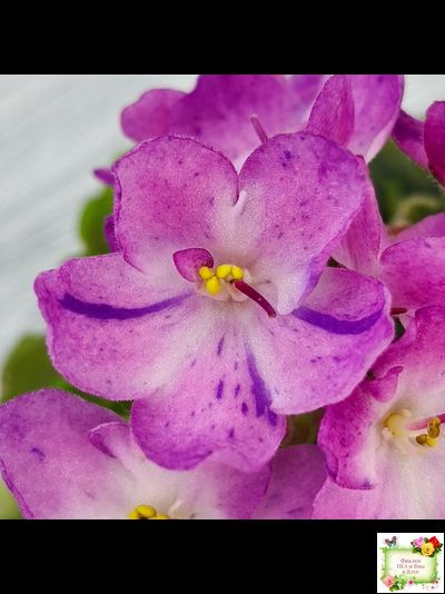 АВ-Почемучка (Фиалковод) 2020 г. (гёрл-листья с кроновой пестролистностью)