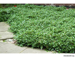 Кизильник Даммера Мэйджор - Major