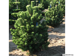 Сосна крымская черная Pínus Pallasiana - фото - красовский-сад.рф