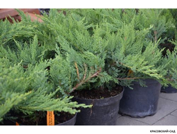 Можжевельник казацкий Там Ноу Блайт - Tam No Blight