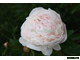 Paeonia La Lorraine