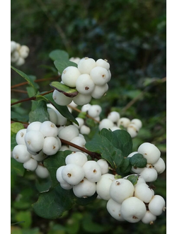 СНЕЖНОЯГОДНИК