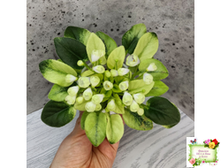 Н-Нейтири (Н. Бердникова) 2016 г.