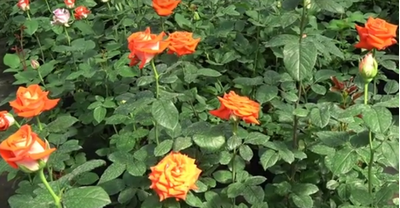 Роза Верано (Verano) ОКС, Россия