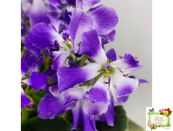 LV-Элизабет (Л. Шевелева) 2023 г. (лист посажен 25.07.25)