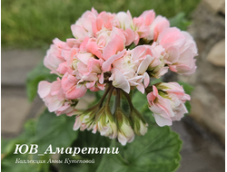 Пеларгония Амаретти
