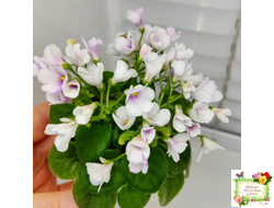 ЛЕ-Котёнок Мяу (Е. Лебецкая) 2016 г. (2 листа с детками в 1 стаканчике)