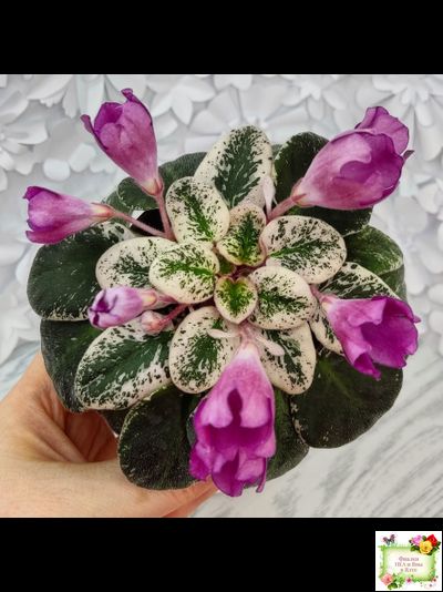 СК-Пангея (А.Кузнецов) 2014 г.