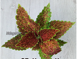 Колеус Чужая Кровь