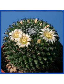 Mammillaria formosa