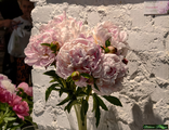 Paeonia Pink Radiance