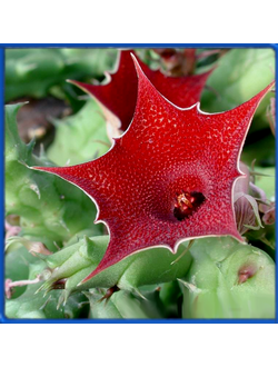 Huernia arabica ES 3421